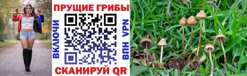 Галлюциногенные грибы мухоморы  Каменногорск 